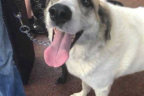 pet friendly hotels danville va|Pet Friendly Hotels in Danville, VA .